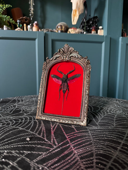 Red Water Scorpion Frame