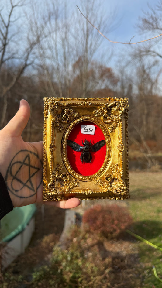 Gold Red Wasp Frame