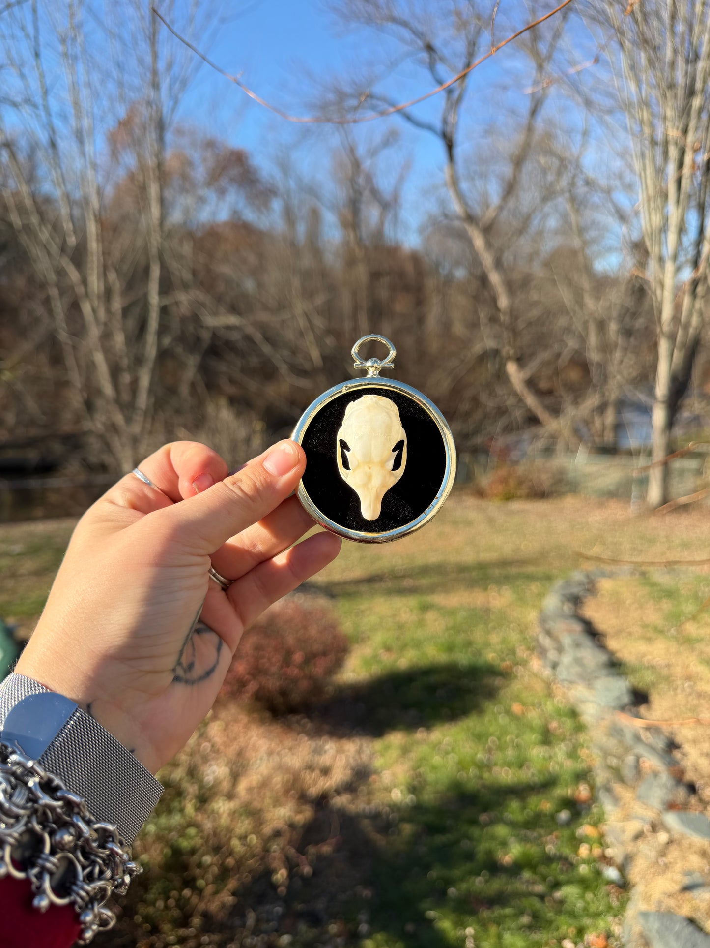 Gold Black Squirrel Skull Frame