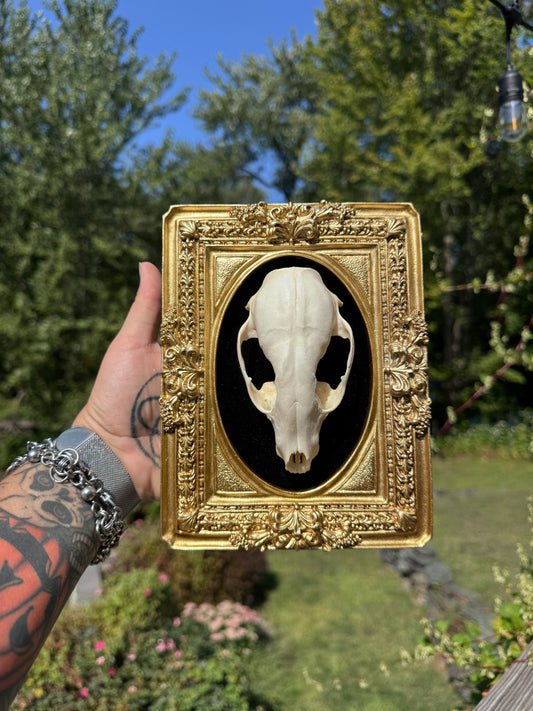 Raccoon Skull Frame