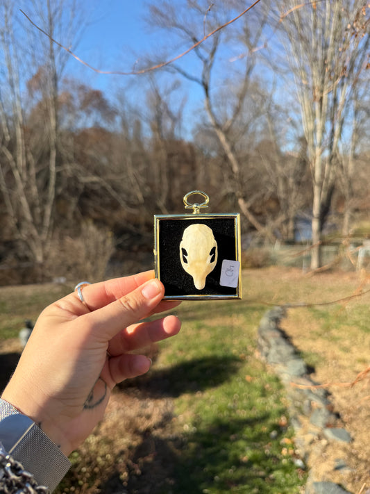 Gold Black Squirrel Skull Frame