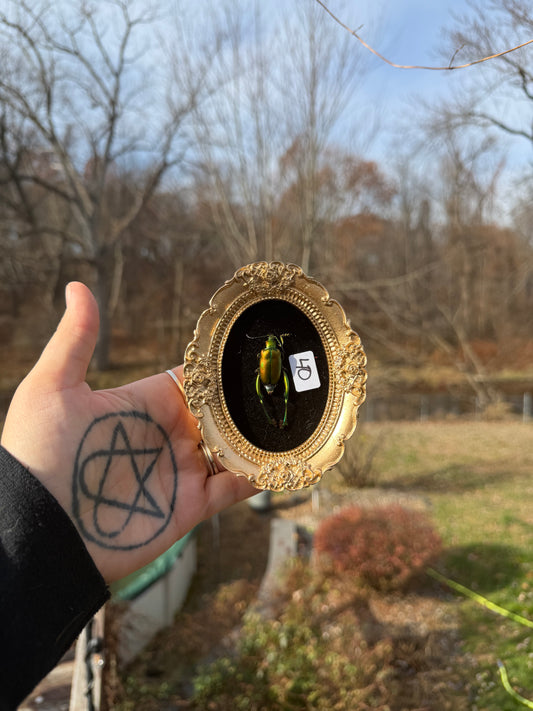 Gold Black Frog Beetle Frame