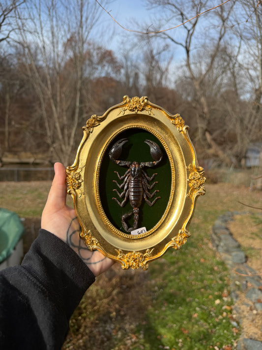 Gold Green Scorpion Frame