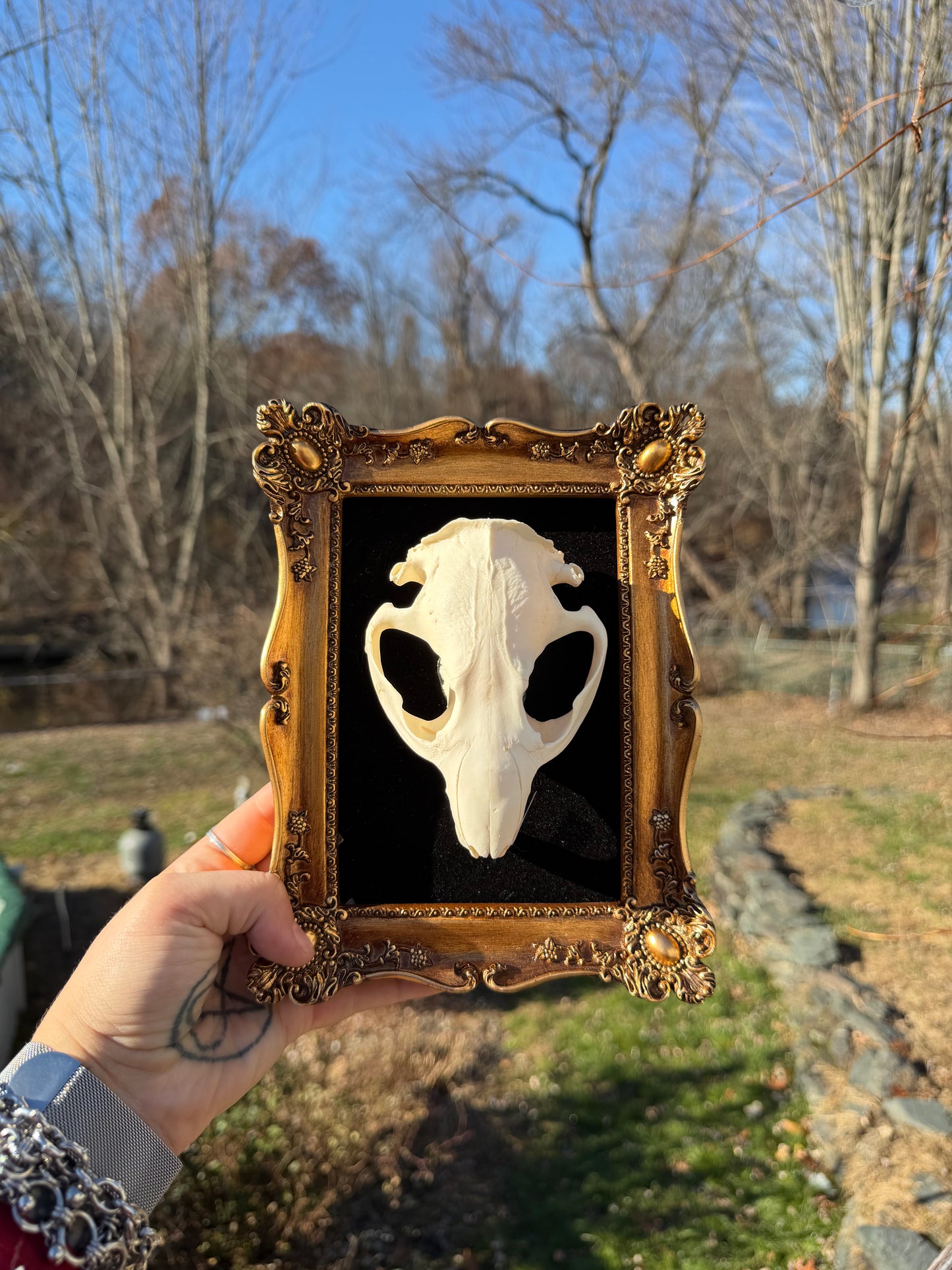 Black Gold Beaver Skull Frame