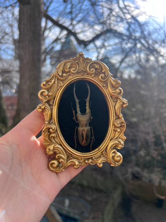 Gold Beetle Frame