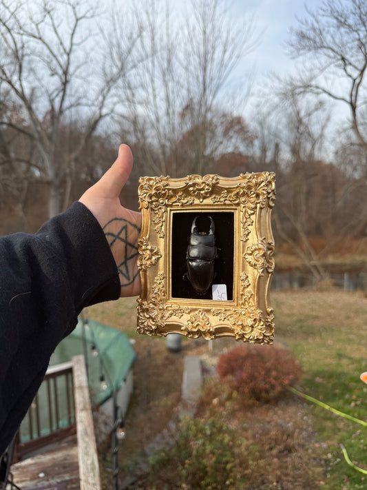 Gold Black Large Stag Frame