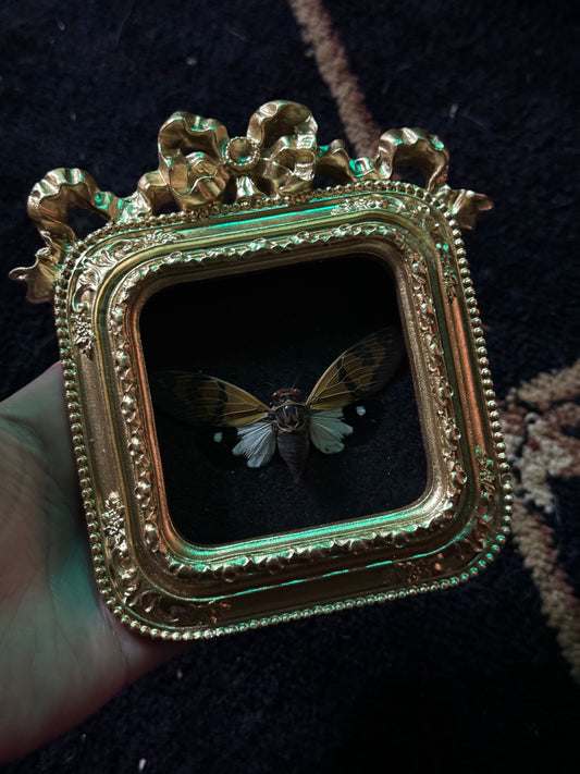 Square Cicada Frame