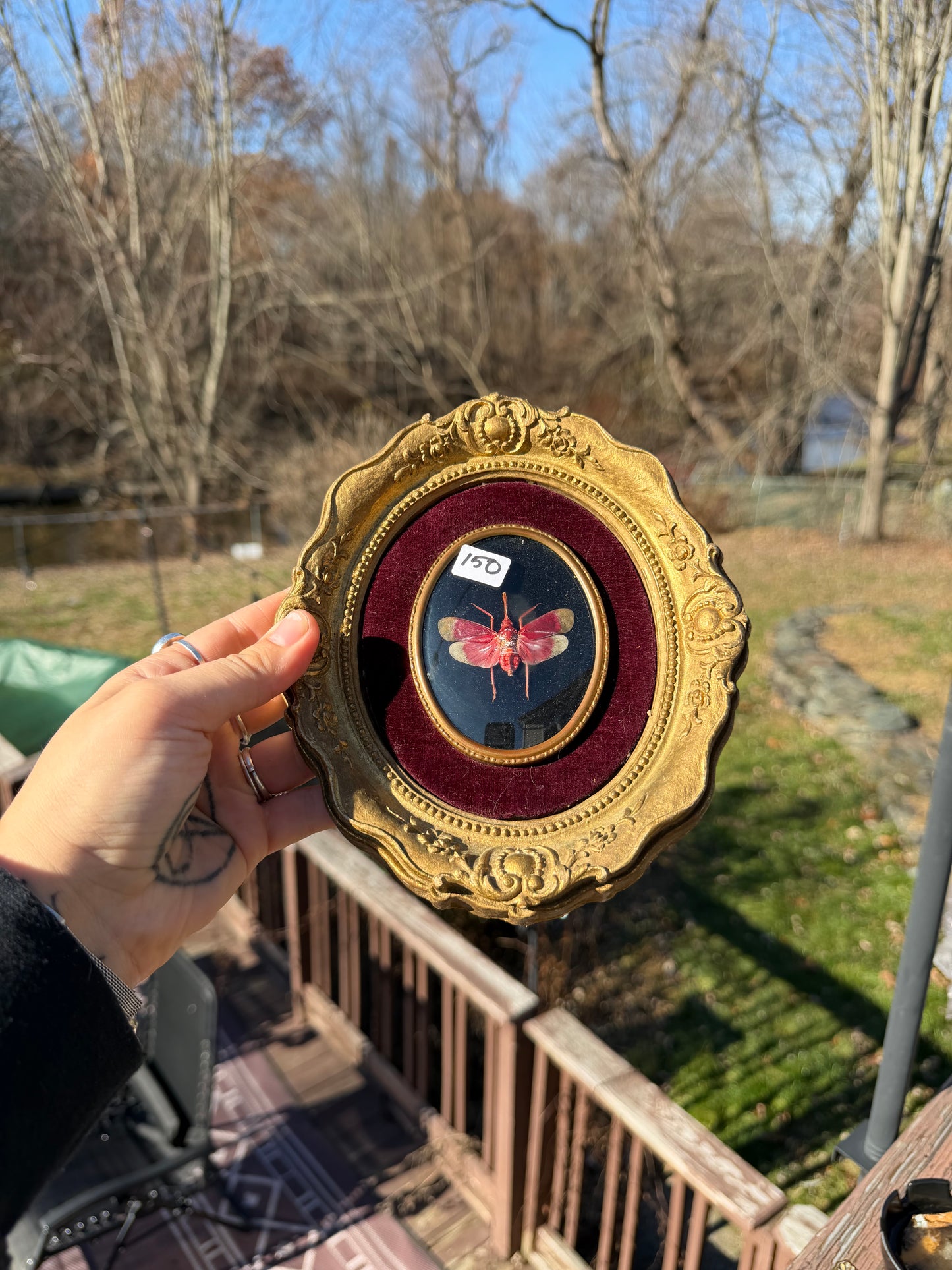 Vintage Pink Lanternfly Frame