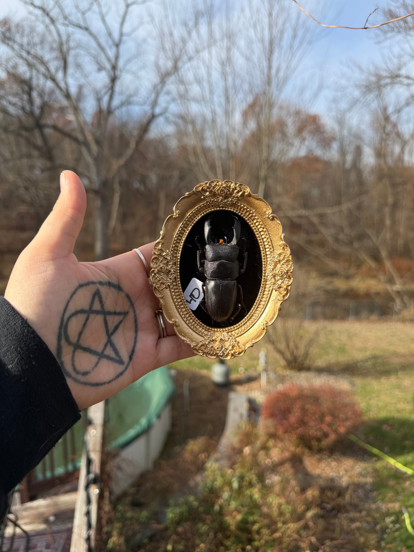 Gold Black Stag Beetle Frame