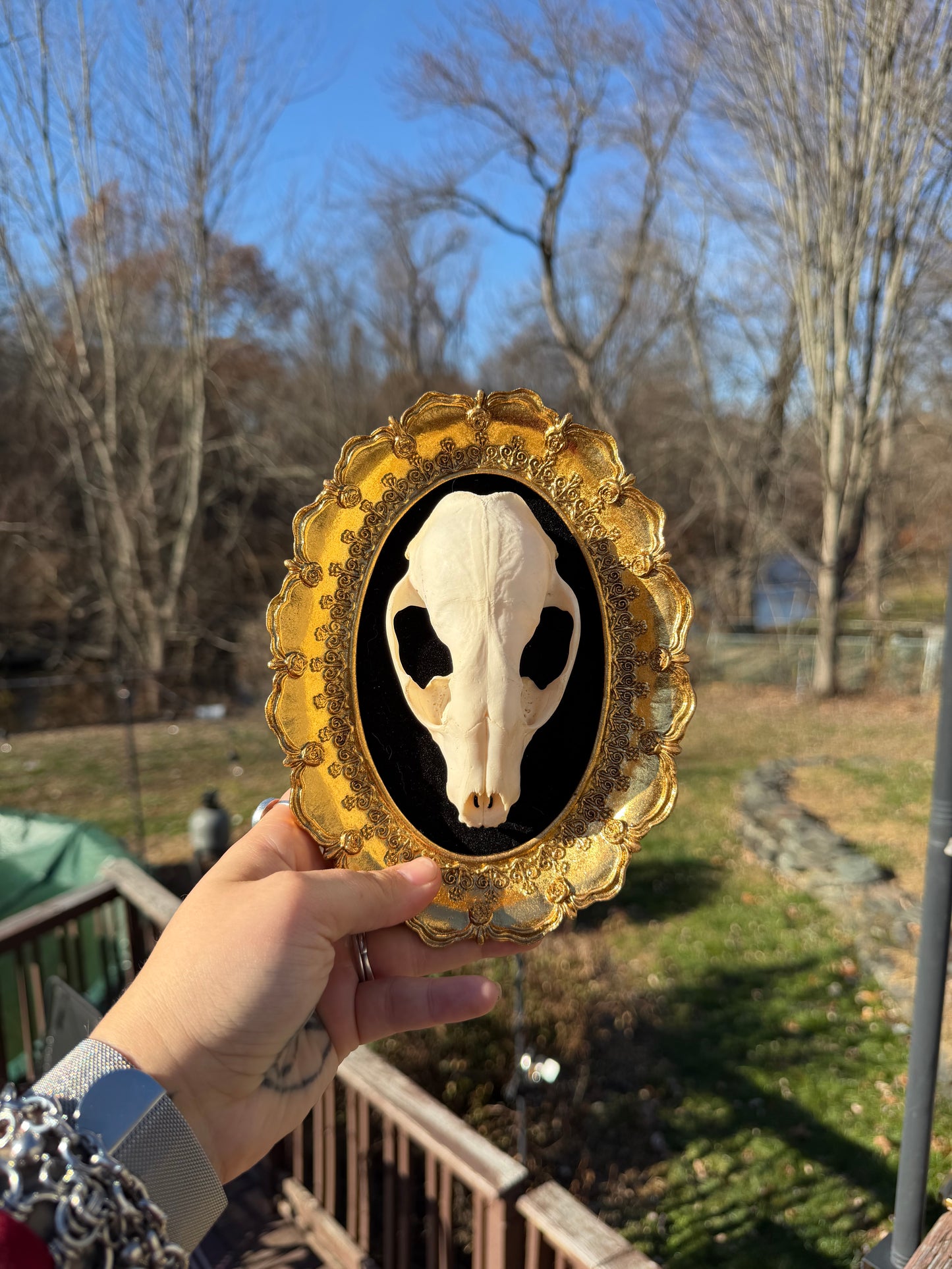 Black Gold Raccoon Skull Frame