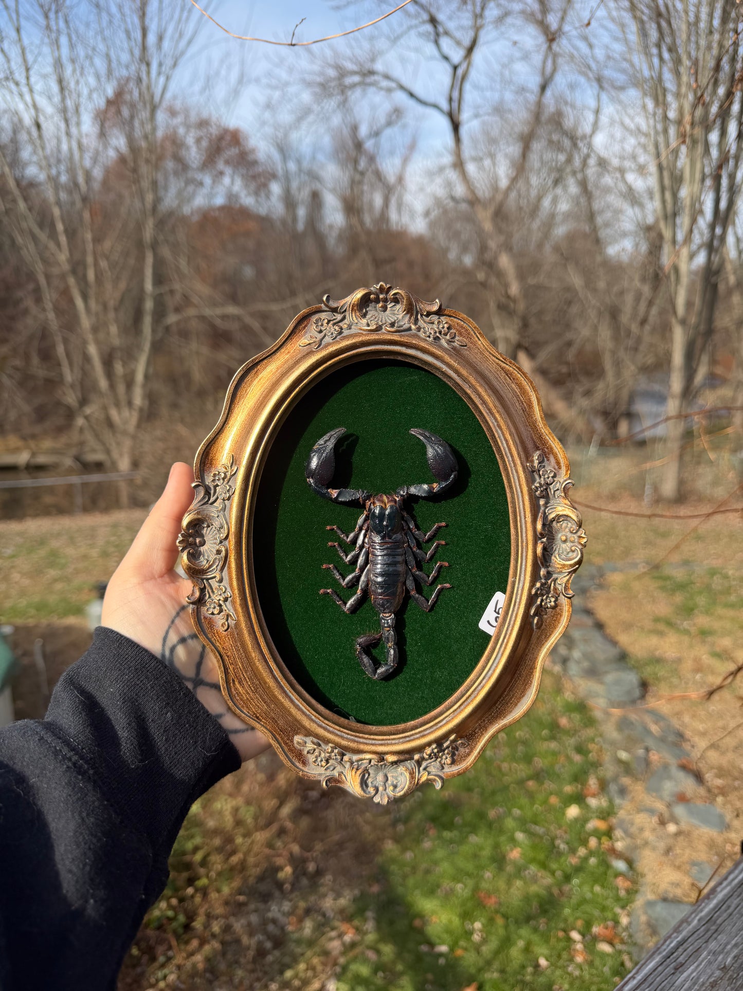 Gold Green Scorpion Frame