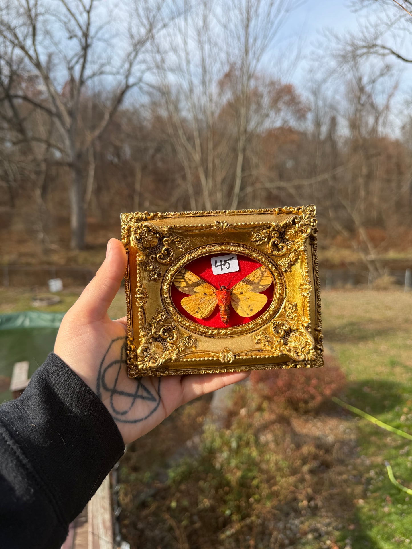 Gold Red Cicada Frame