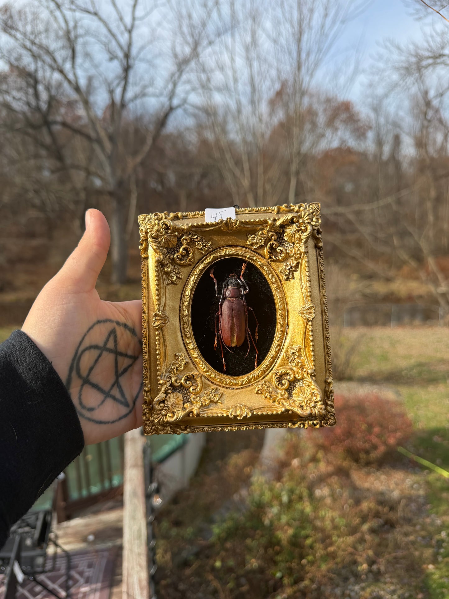 Gold Black Longhorn Beetle Frame