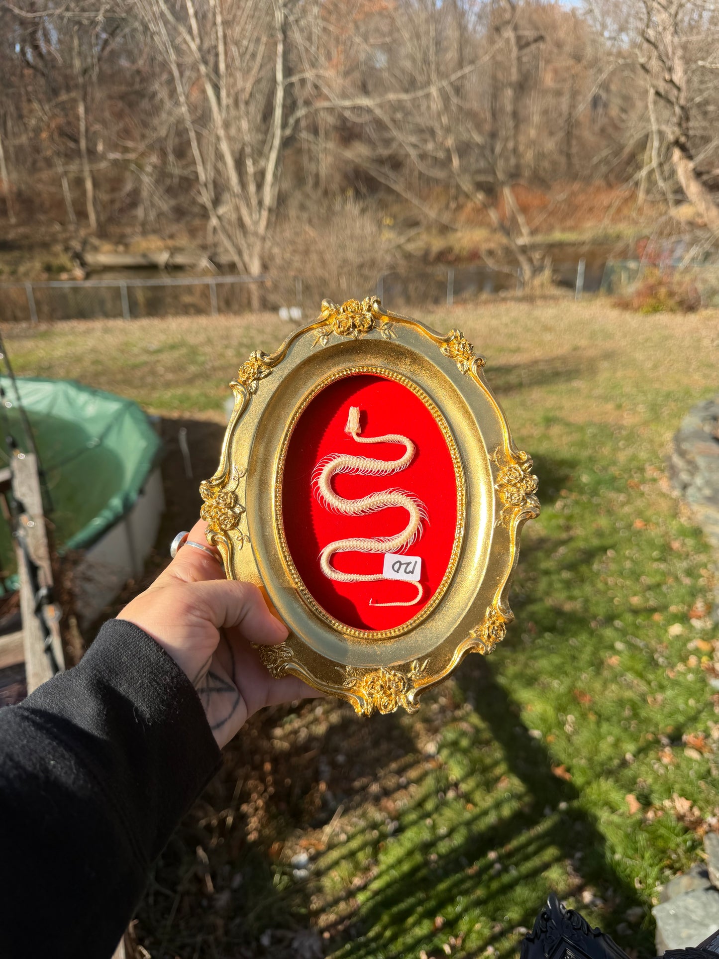 Red Gold Snake Frame