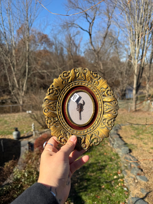 Vintage Scorpion Frame