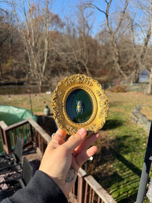 Vintage Beetle Frame