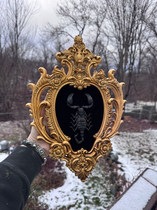 Sacred Heart Scorpion Frame