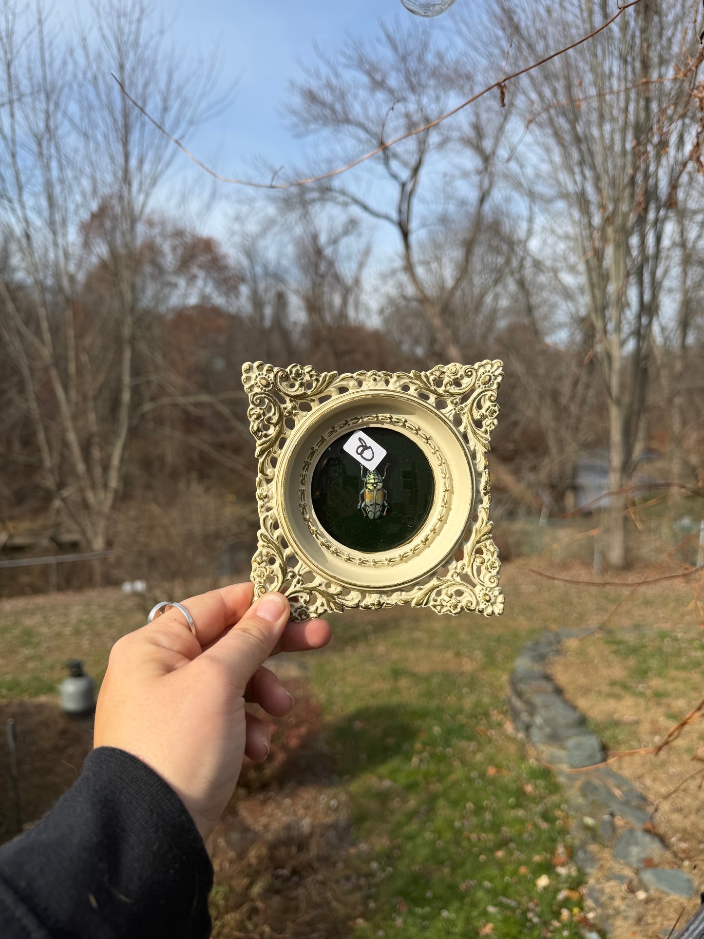 Vintage Beetle Frame