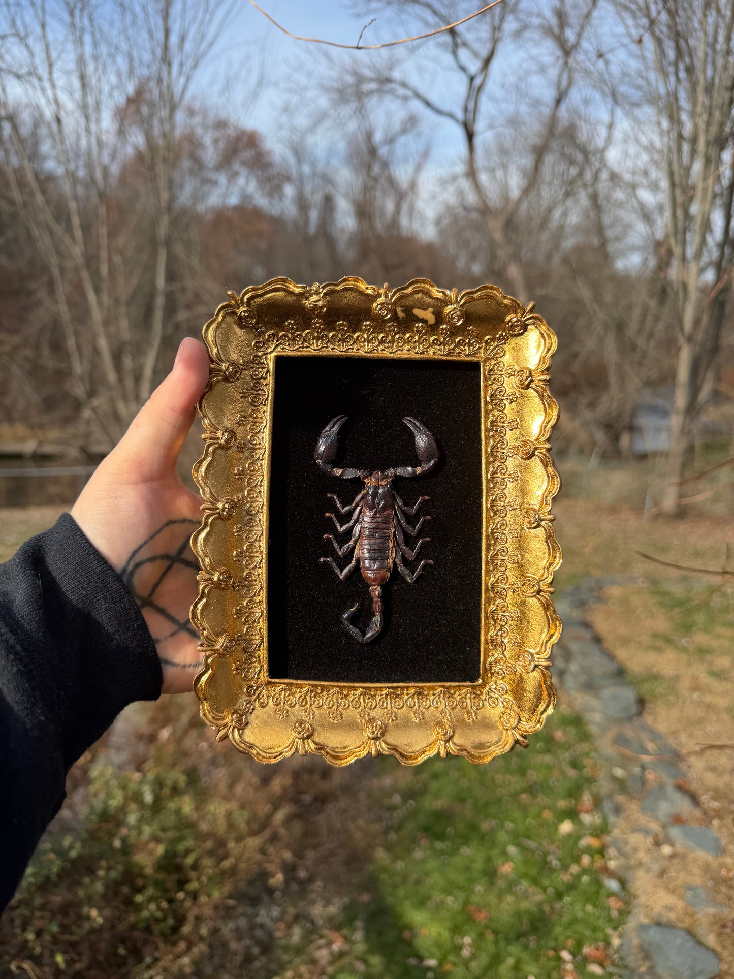 Black Gold Scorpion Frame