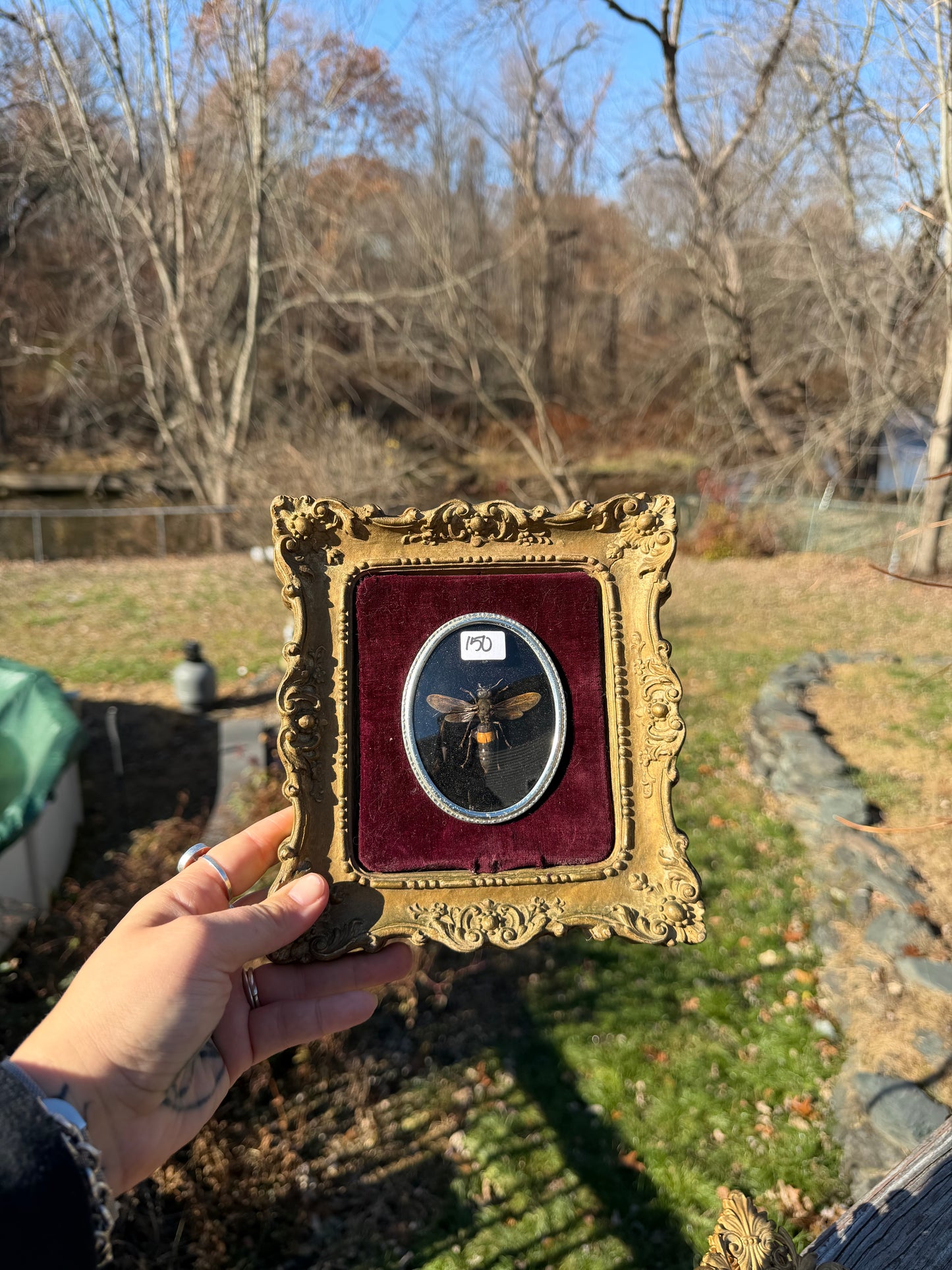 Vintage Hornet Frame