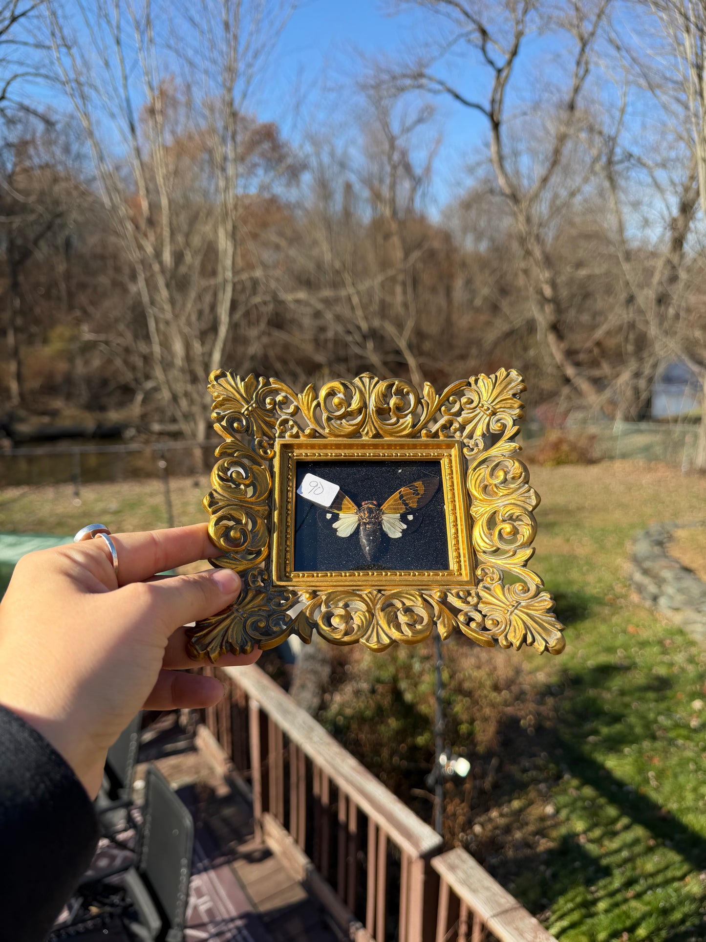 Vintage Cicada Frame