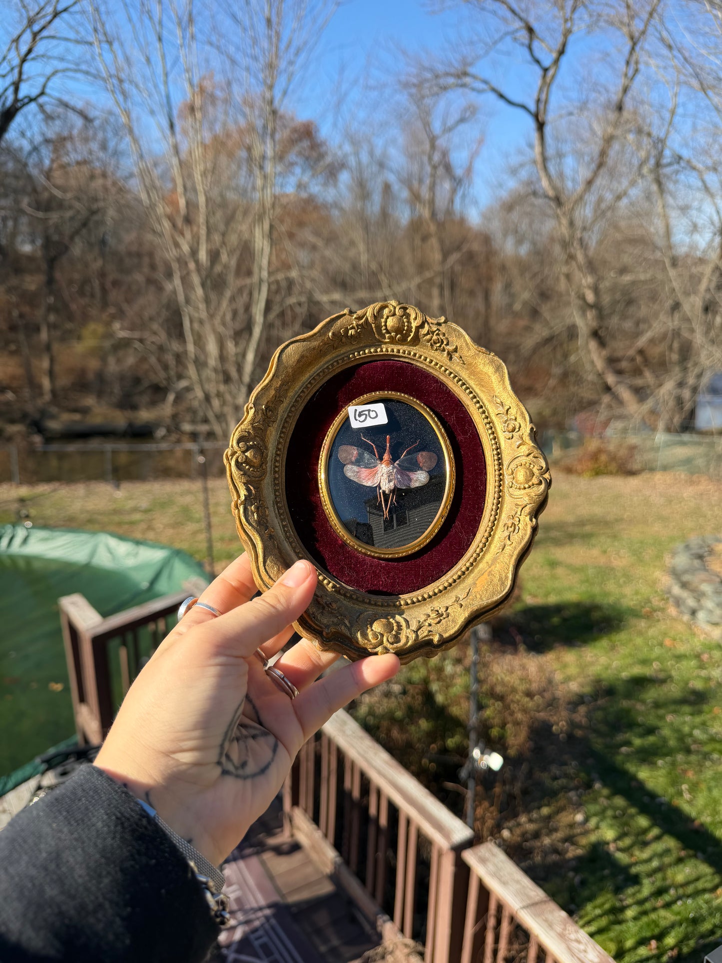 Vintage Lanternfly Frame