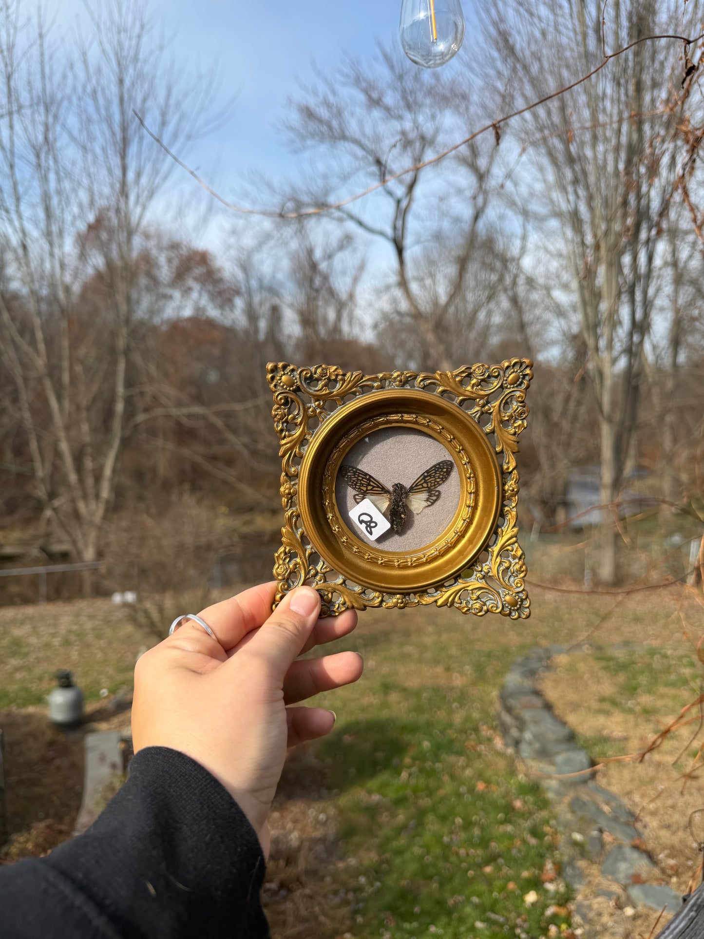 Vintage Cicada Frame