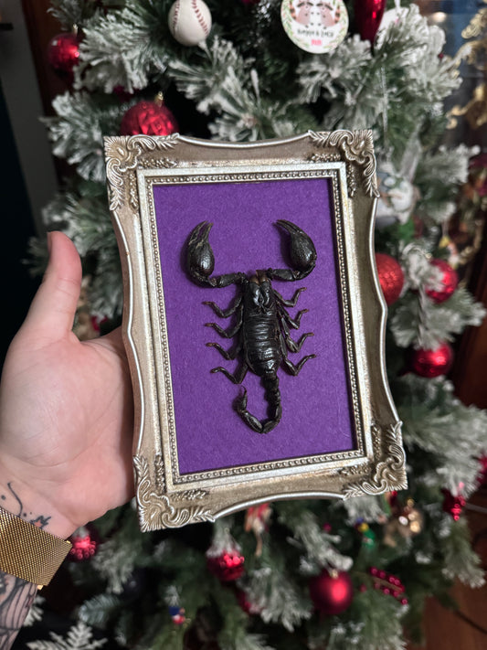 Gold Purple Scorpion Frame