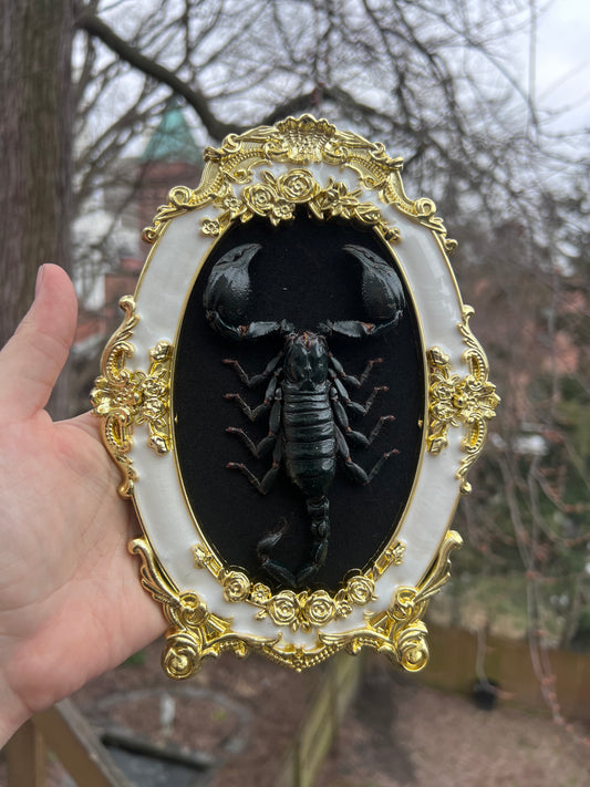 Baroque Scorpion Frame