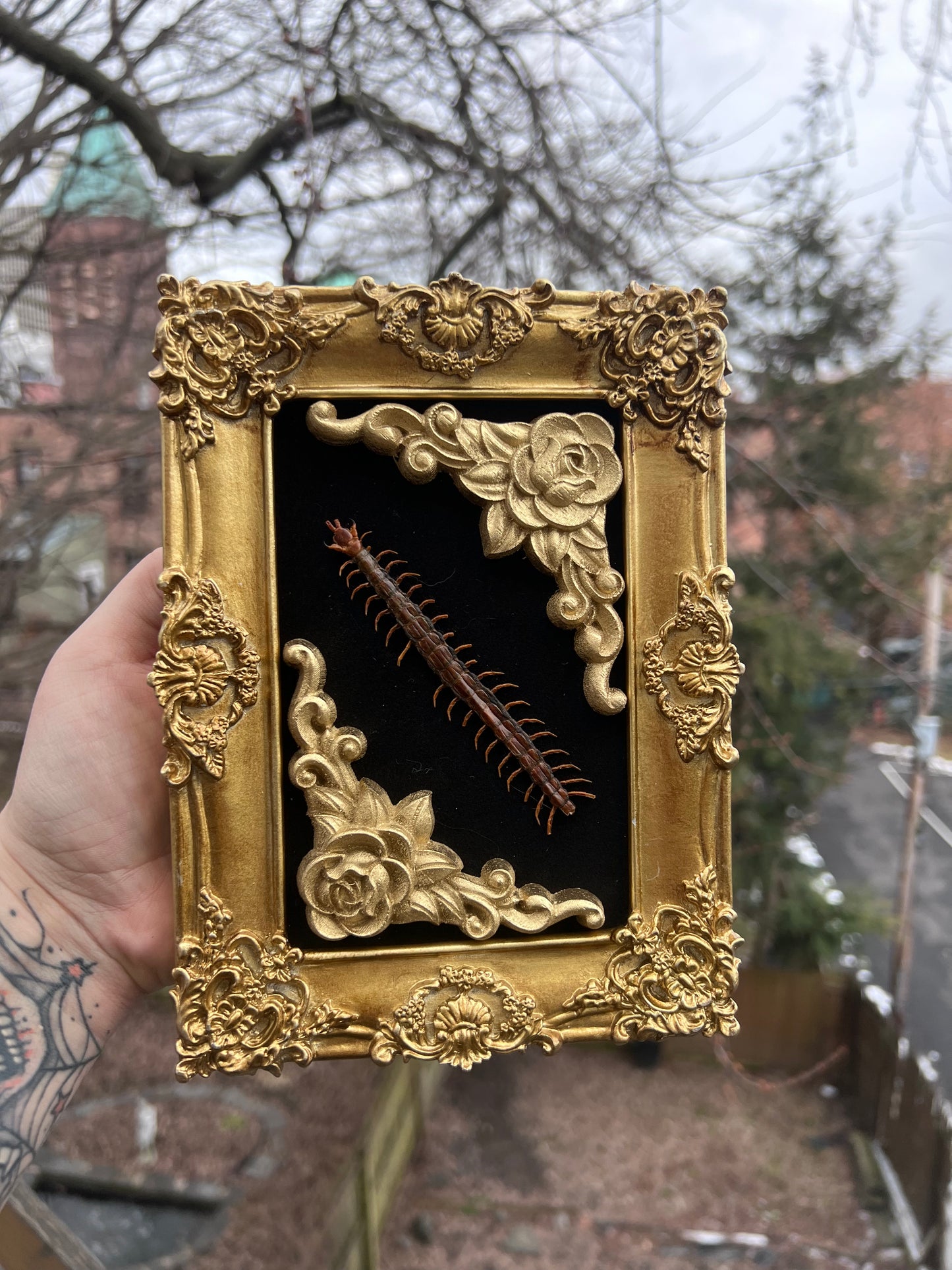 Gold Millipede Frame