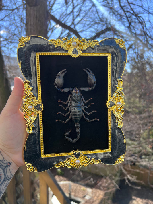Black Baroque Scorpion Frame