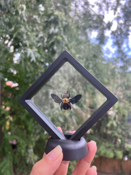 Framed Carpenter Bee